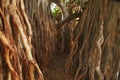 Old massive tree in the forest with its trunk covered with its root. A narrow path amongst the bunch of thick bark