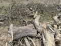Cutting tree and tree trunk in the ground cutted by machine