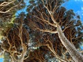 Old mediterranean pine trees with dense crown. Upwards view