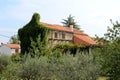 Old Mediterranean tall narrow family house with dilapidated facade and completely overgrown side with crawler plant surrounded Royalty Free Stock Photo