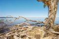 Old Melaleuca paperbark tea-trees along waters edge