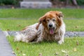 An old messy dog yawning Royalty Free Stock Photo