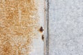 Old metal background with rust stains.Rusty galvanized metal sheet Royalty Free Stock Photo