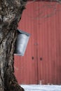 Old Metal Bucket Collecting Sap from Maple Tree Royalty Free Stock Photo