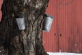 Old Metal Buckets Tapping for Sap from Old Maple Tree Royalty Free Stock Photo