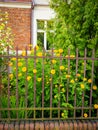 Old metal fence protecting dooryard and cute yellow flowers Royalty Free Stock Photo