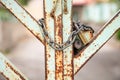 Old metal gate locked with padlock Royalty Free Stock Photo