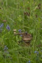 Old metal golden mill grinder in green spring grass