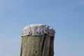 Old metal piling cap hand formed and nailed into the top of a treated wood piling, closeup