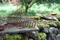 Old metal rake being reclaimed by nature