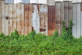 Old metal sheet roof with ivy green plant.