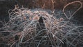 Old metal spear forged fence