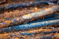 Old metal studs covered in rust, close-up, selective focus Royalty Free Stock Photo