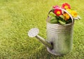 Old metal watering can on grass