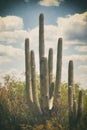 Old Mexico Sonoran Saguaro Cactus