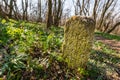 Old milestone near a path through a deciduous forest in early spring