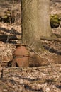Old milk can in the forest Royalty Free Stock Photo