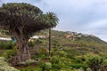 Old millenary Dragon Tree of Icod de los Vinos, Tenerife, Spain Royalty Free Stock Photo
