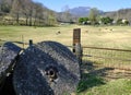 Old millstone and sheep animals browse grass in a sunny day Royalty Free Stock Photo