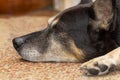 Old dog dreaming at home Royalty Free Stock Photo