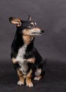 Old mixed breed dog in front of black background Royalty Free Stock Photo