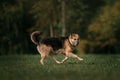 Old mixed breed dog running outdoors in summer Royalty Free Stock Photo