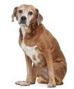 Old Mixed-breed dog, 13 years old Royalty Free Stock Photo