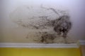 Old moldy ceiling backdrop. Damp ceiling in rainy season Royalty Free Stock Photo