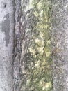 An old moldy stone wall with cracks and chips