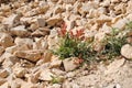 Old monastery in Jericho flowers on the rock Royalty Free Stock Photo