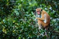 Old monkey sitting on a tree. Toque macaque & x28;Macaca sinica& x29; in Wilpattu. Wildlife scene from Sri Lanka