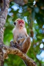 Old monkey sitting on a tree. Toque macaque & x28;Macaca sinica& x29; in Wilpattu. Wildlife scene from Sri Lanka