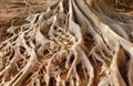 Old Moreton Bay Fig Tree Roots in Balboa Park Royalty Free Stock Photo