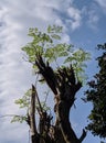 Old Moringa Tree and Clouds Royalty Free Stock Photo