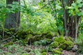 Old moss covered dry stone wall in a lush greenery Royalty Free Stock Photo