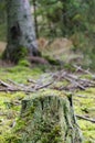 Old moss covered and rotten tree stump Royalty Free Stock Photo