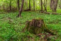 Old moss covered stump in forest Royalty Free Stock Photo