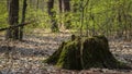 Old, moss-covered stump in a sunny, spring quiet forest