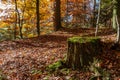 Old moss covered tree stump in a forest Royalty Free Stock Photo