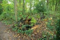 Old moss covered tree trunks in a woodland landscape Royalty Free Stock Photo