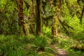 Old, moss-covered trees in the Hoh Rain Forest, Olympic National Park Royalty Free Stock Photo