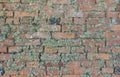 Old moss-grown brick wall as background