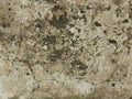 Old mossy concrete texture or background Royalty Free Stock Photo