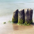 Old mossy groynes in the sea Royalty Free Stock Photo