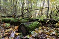 Old mossy logs in the forest