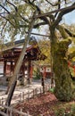 Old mossy sakura tree supported by wooden crutches and temizuya at Hirano Shrine. Kyoto. Japan