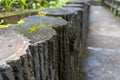 old mossy stairs path in the middle of green nature landscape Royalty Free Stock Photo