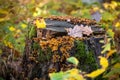 Old mossy stump with colorful oak leaves with water drops and mushrooms Royalty Free Stock Photo