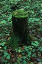 Old mossy stump in a dense autumn European forest