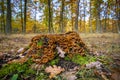 Old mossy stump with orange mushrooms in autumn colorful forest